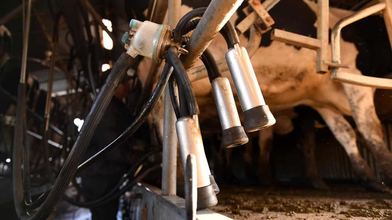 Cows being milked