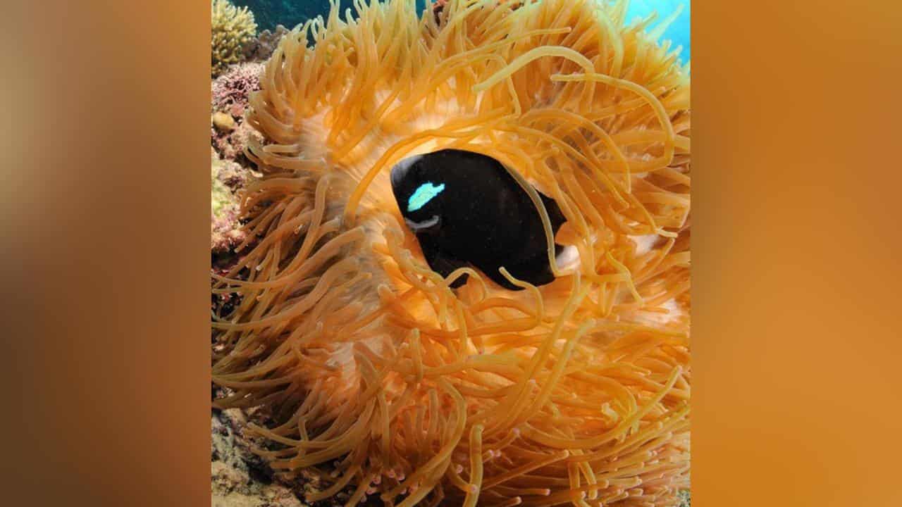 Anemonefish 