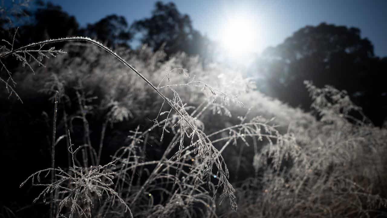 Native grass covered in frost (file)