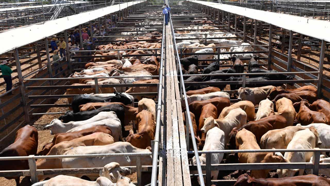 Cattle at the Roma Saleyards in Queensland