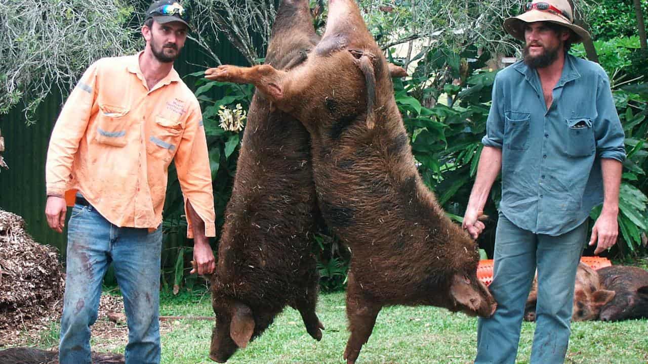 Two prize-winning 93.5kg boars