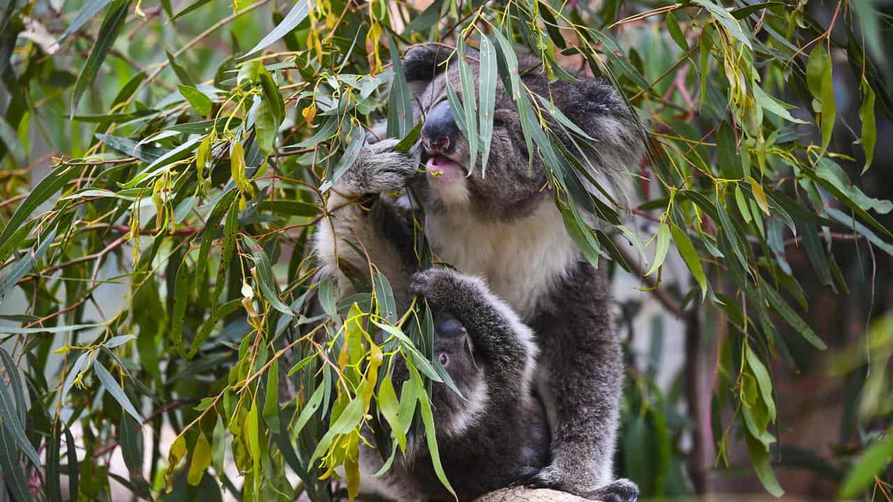 Koalas eating gum leaves (file image)