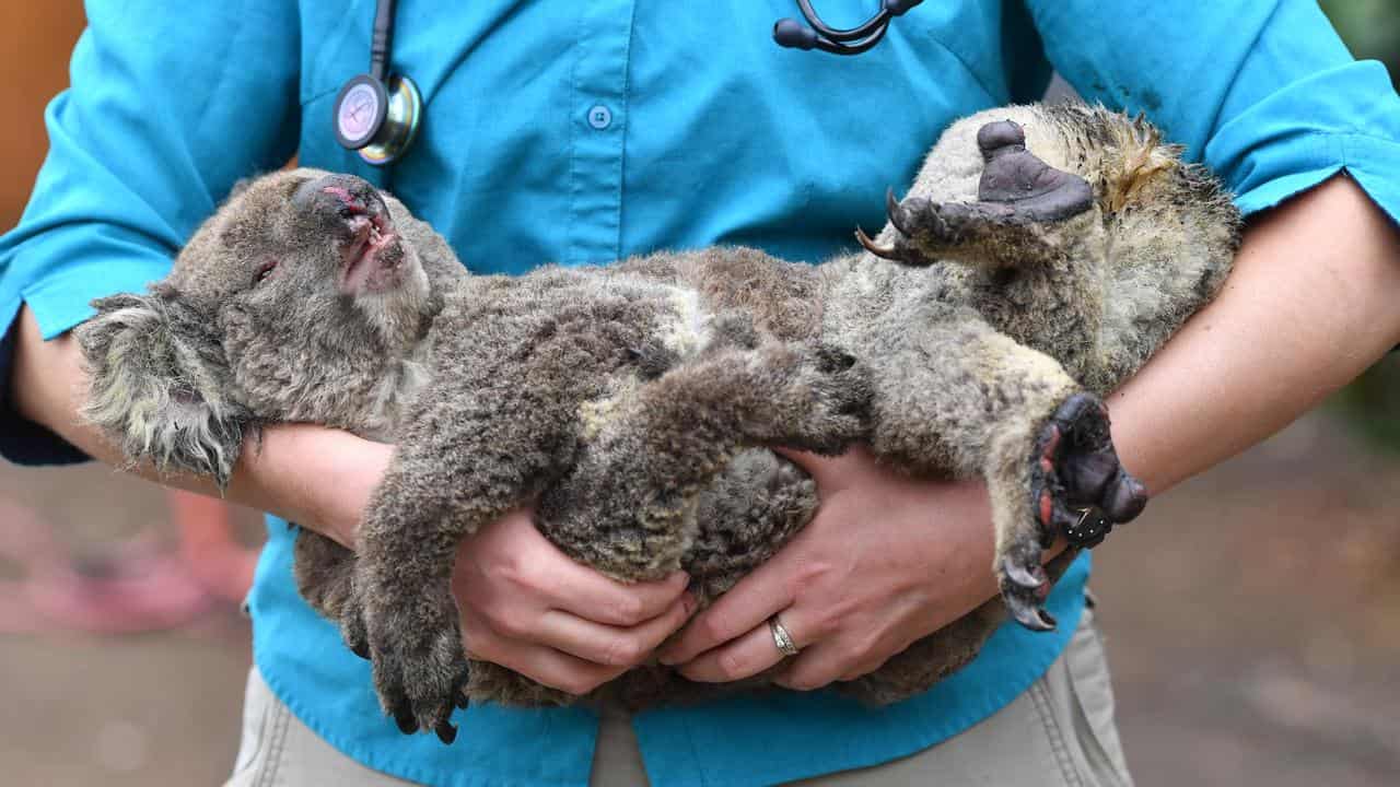 A vet holds a koala.