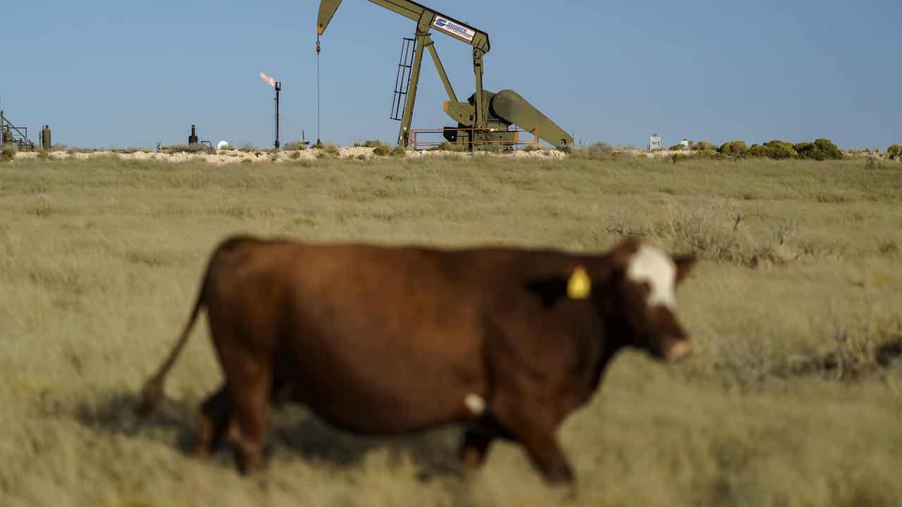 A cow walks through a field as a flare burns off methane.