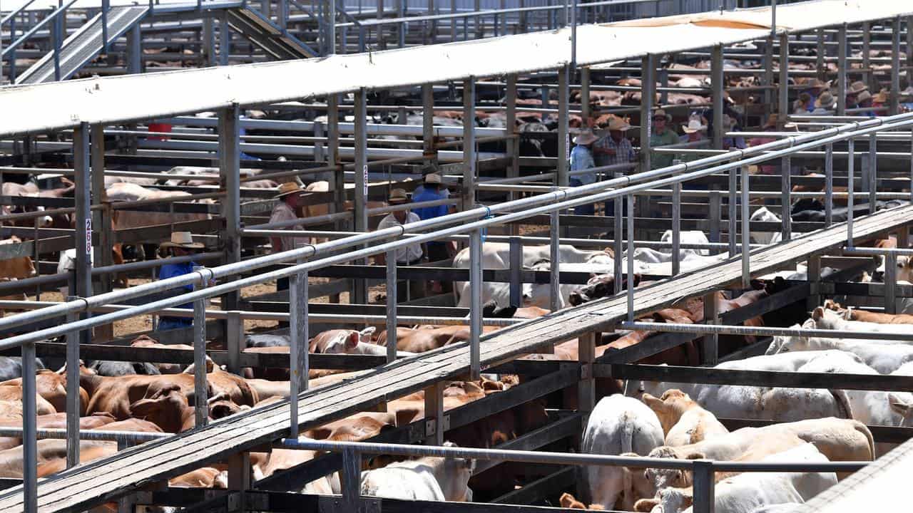 Cattle at the Roma saleyards