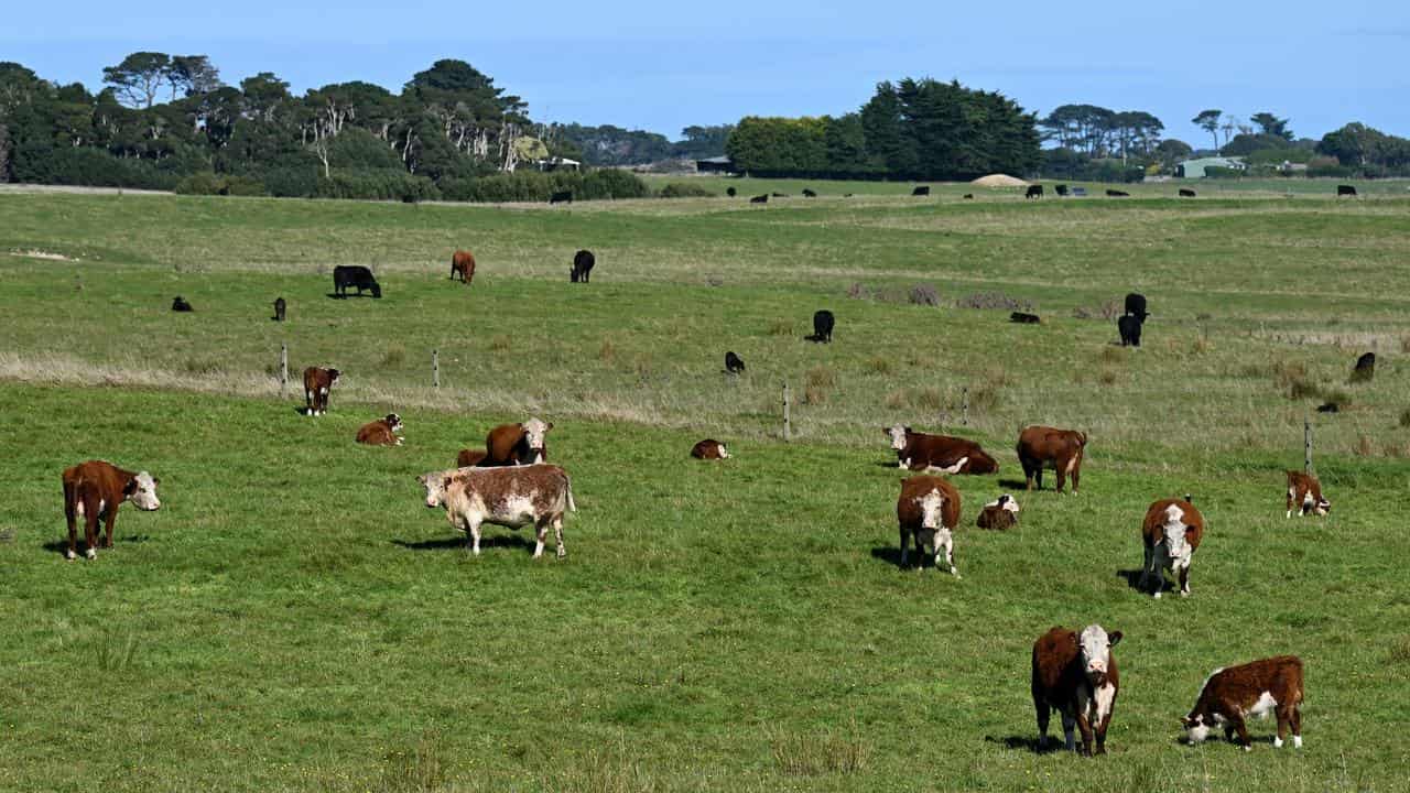 Beef farming in King Island, Tasmania