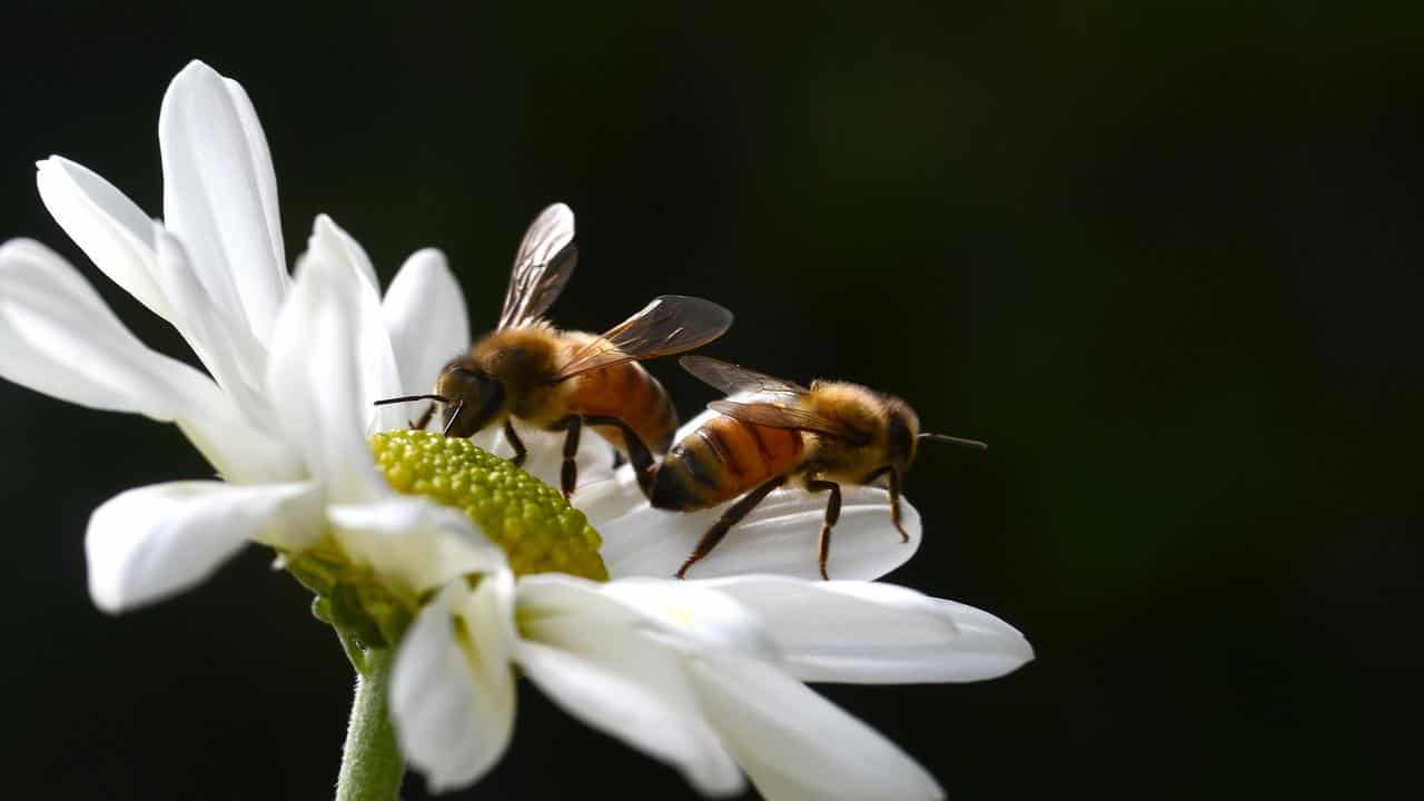 Two bees pollinating a flower.