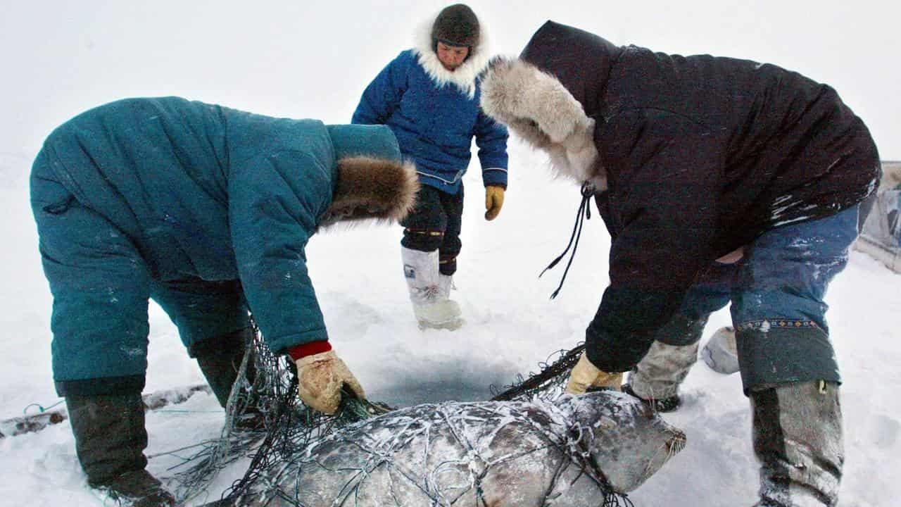 Inuit hunters remove netting from a ring seal they hunted through ice 