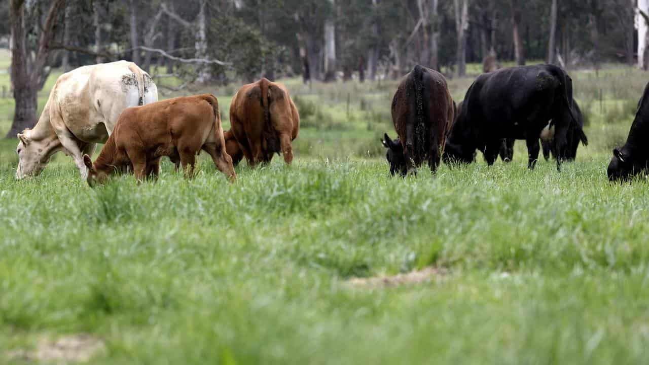 Cattle on farmer Cesar Melhem’s small hobby farm in Glenburn, Victoria