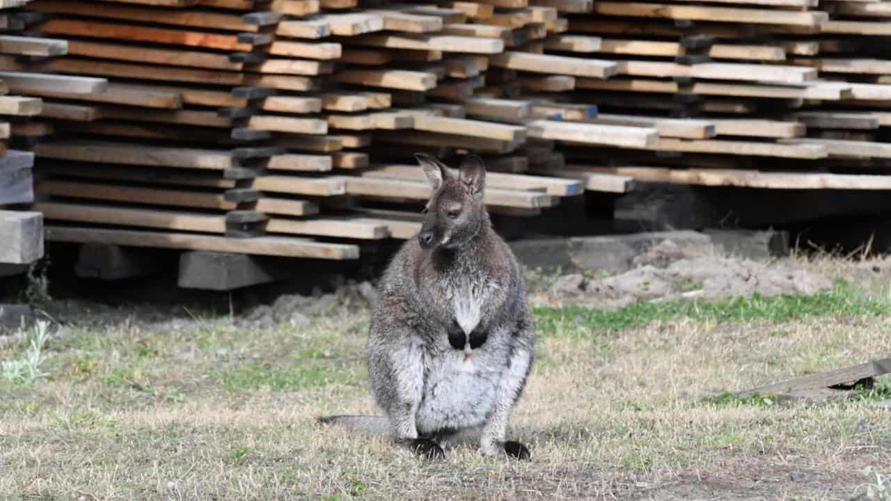 Wallaby in front of milled timber