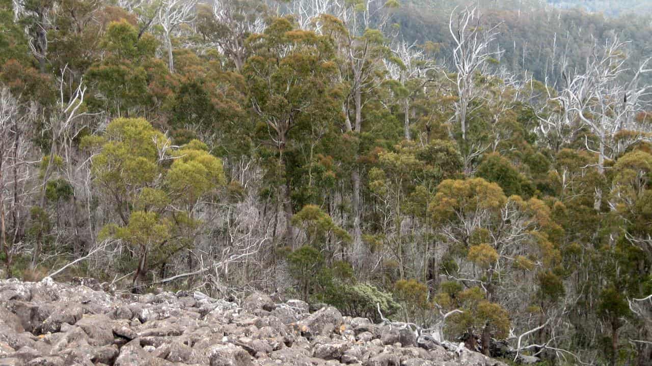 Bushwalking trail near Mt Wellington in Hobart