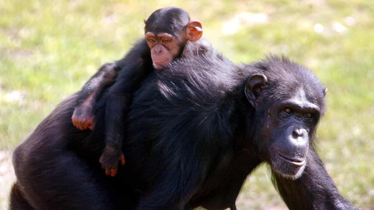 A 1-year-old chimpanzee rides on his mother's back.