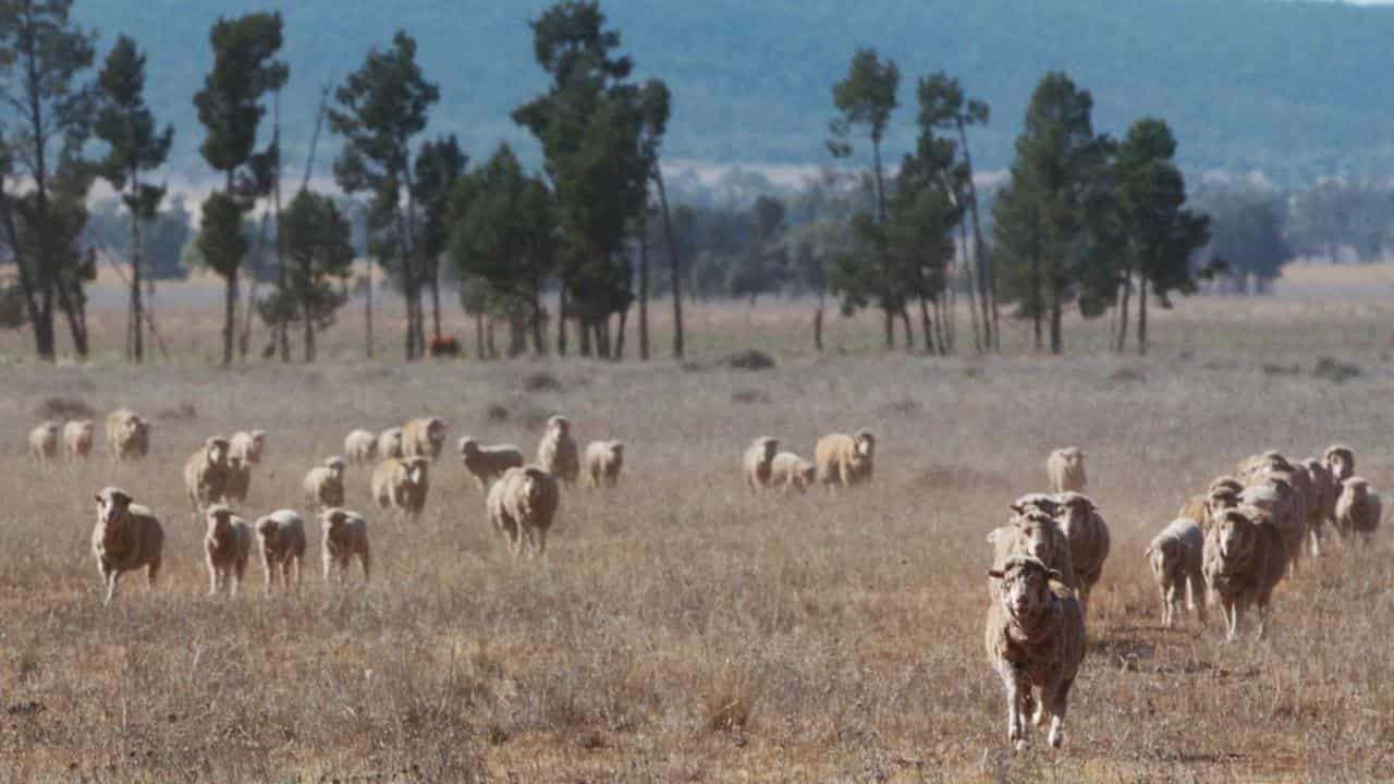 Sheep in a dry paddock.