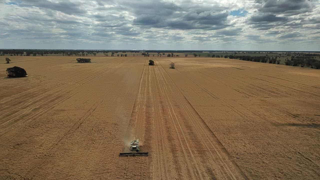 A wheat harvest gets under way (file image)