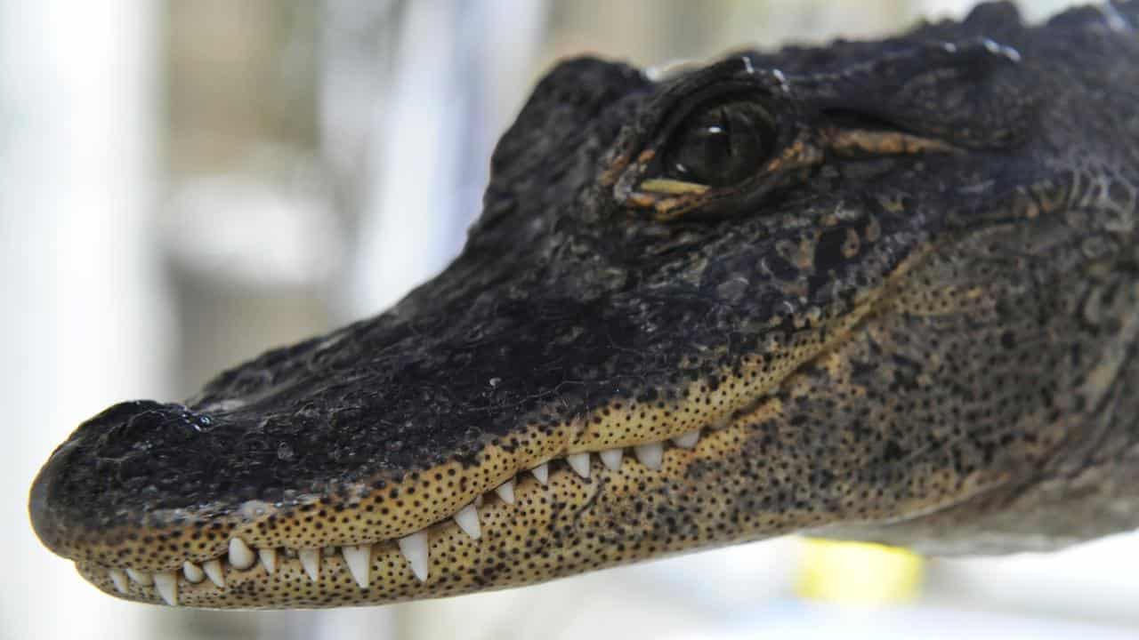 American alligator (file image)