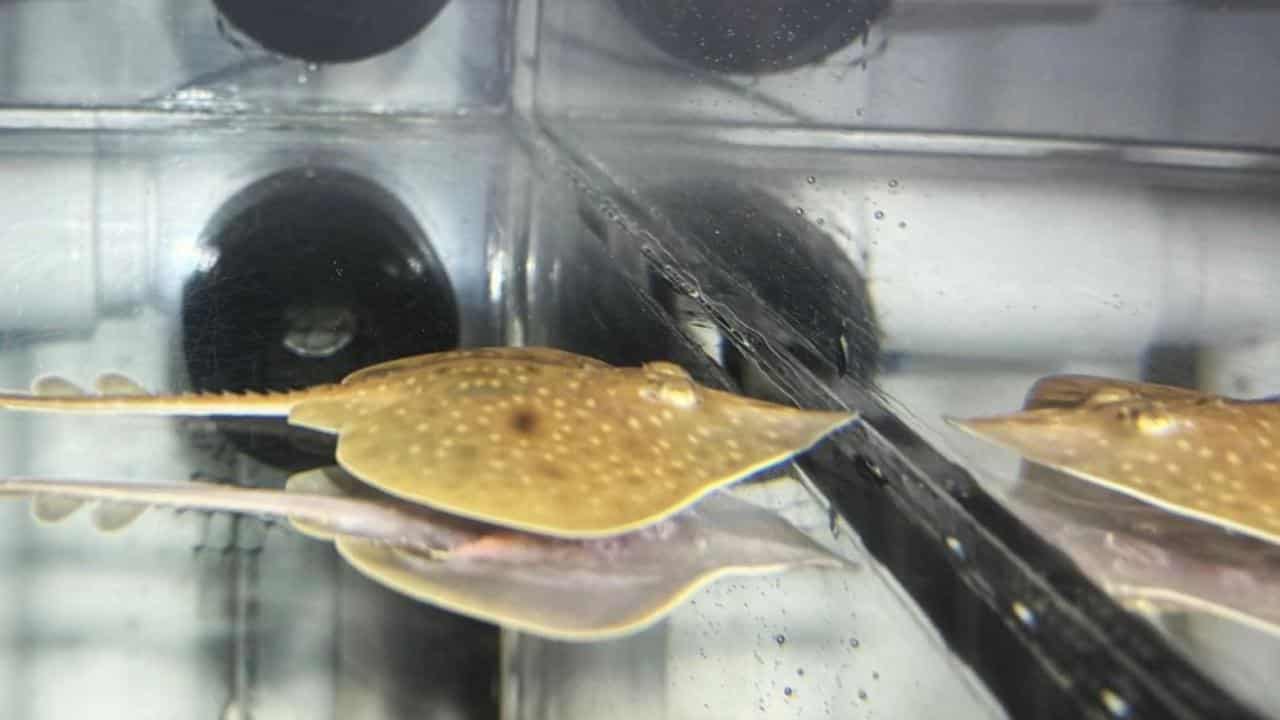 MAUGEAN SKATE RAY CAPTIVE BREEDING