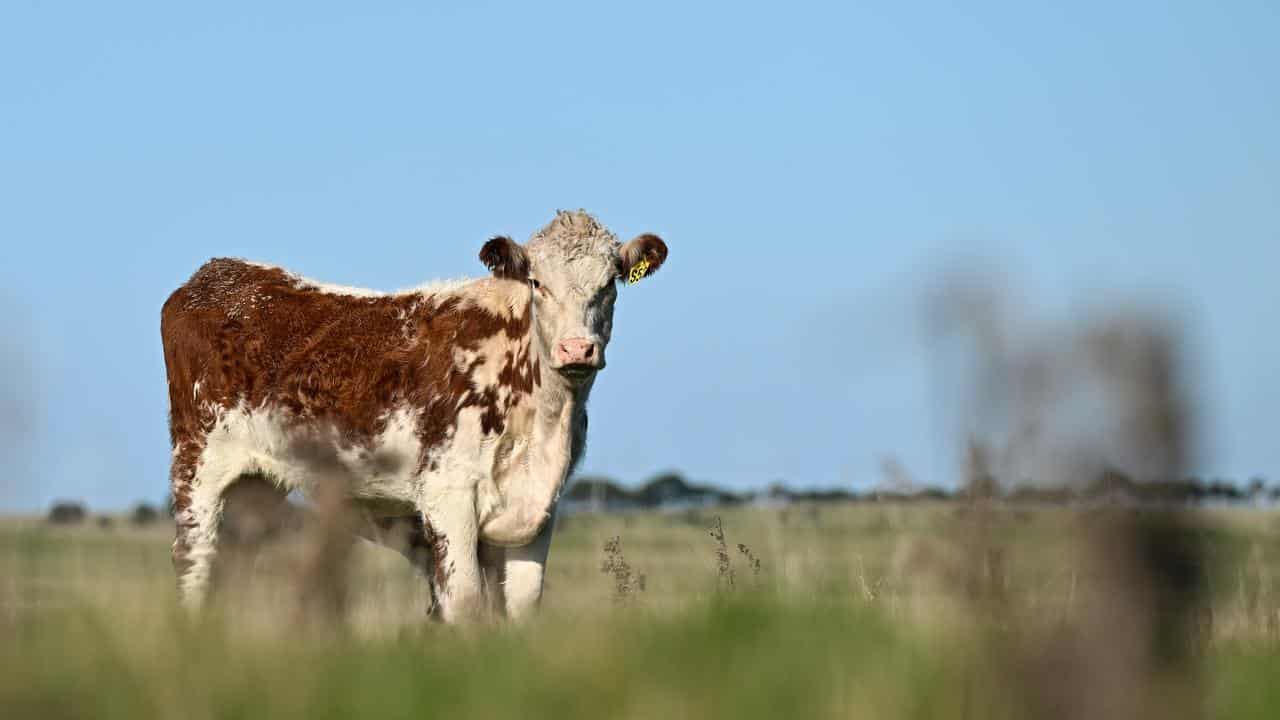 A cows is seen in a paddock outside of Currie on King Island, Tasmania