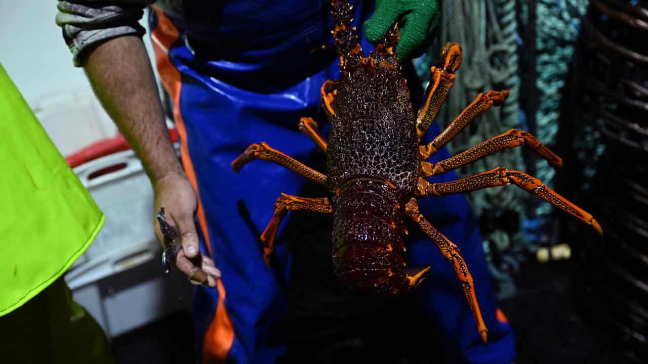 A rock lobster (file image)