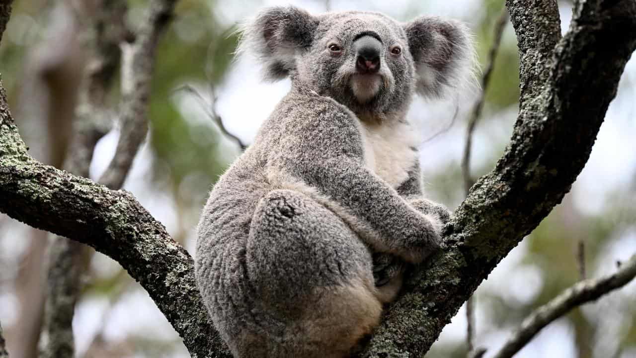 Koala in a tree