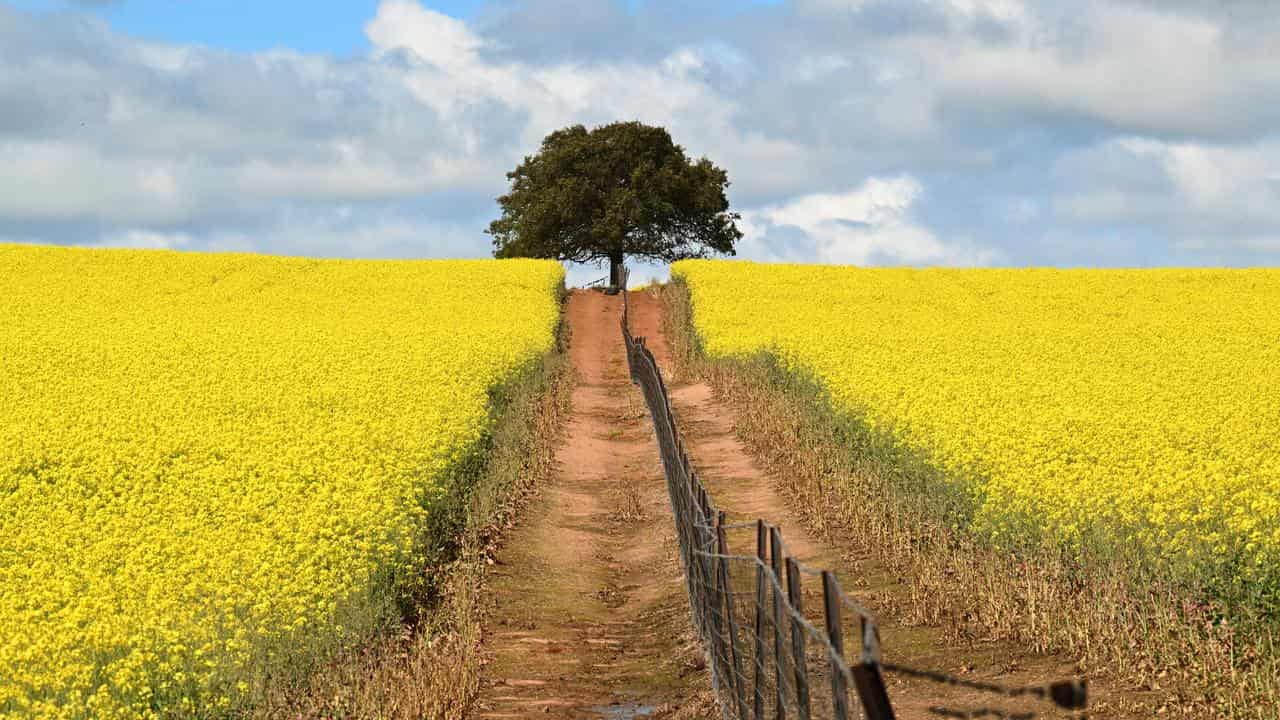 Canola fields