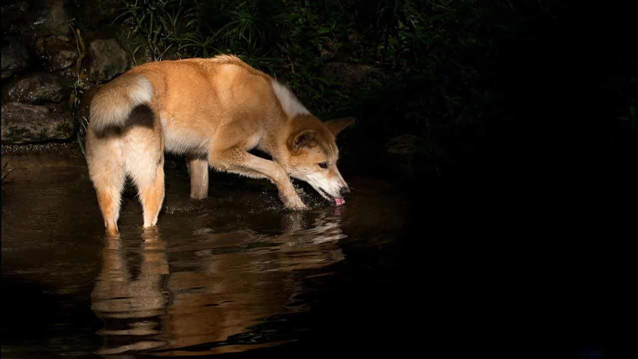 Dingo drinking from creek