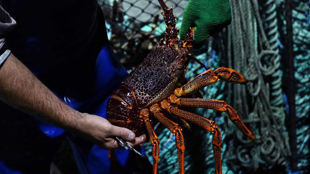 KING ISLAND CRAYFISHING