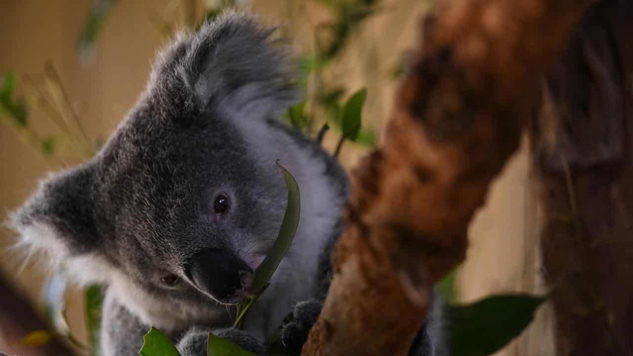 Koalas at Symbio Wildlife Park, Helensburgh, NSW