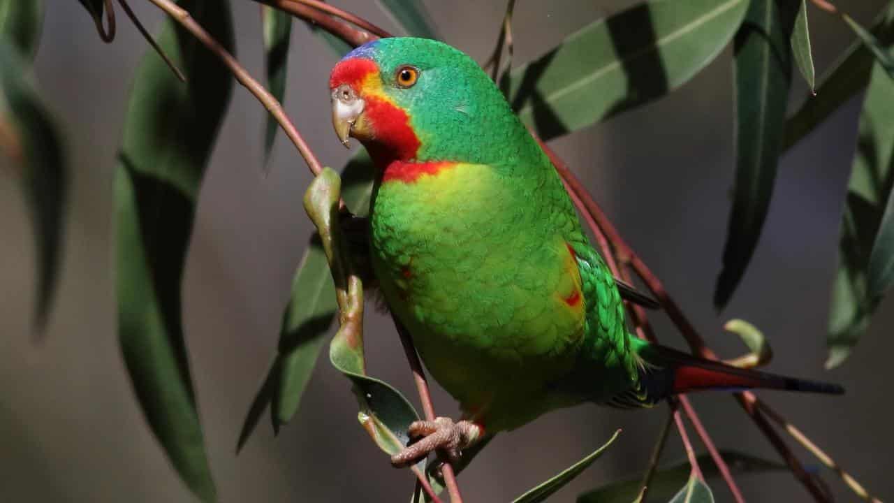 Swift parrot