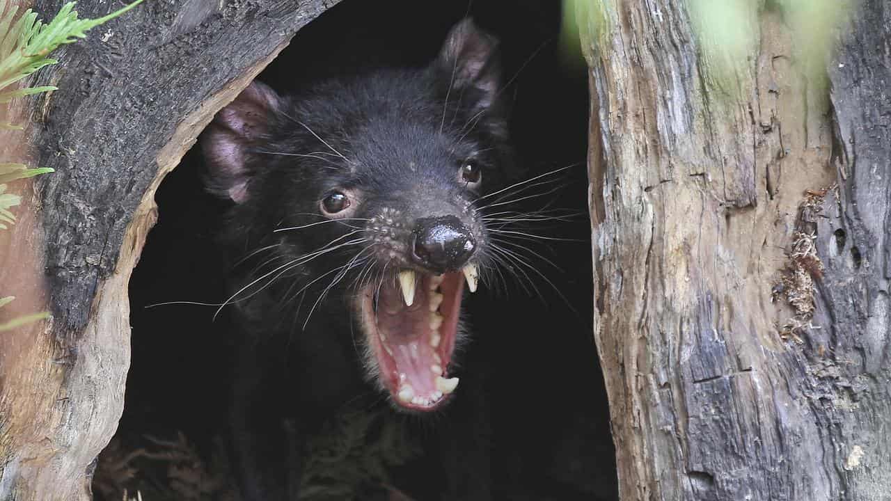 Tasmanian devil