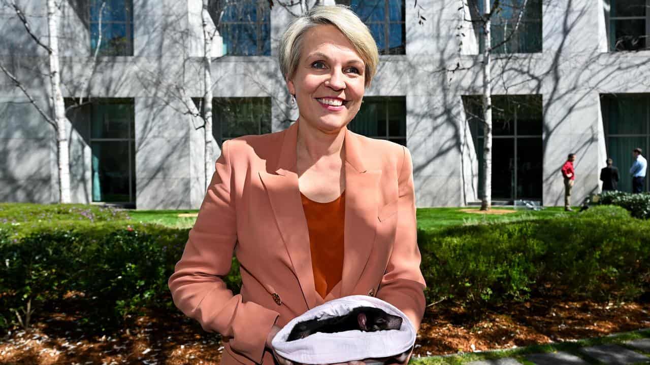 Environment Minister Tanya Plibersek