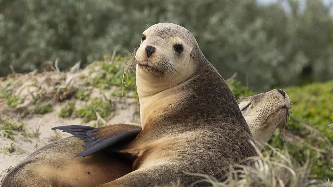 Sea lions