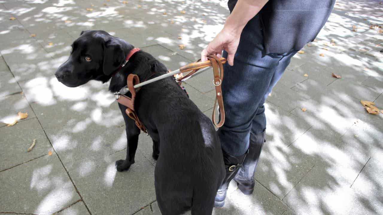 A guide dog (file image)