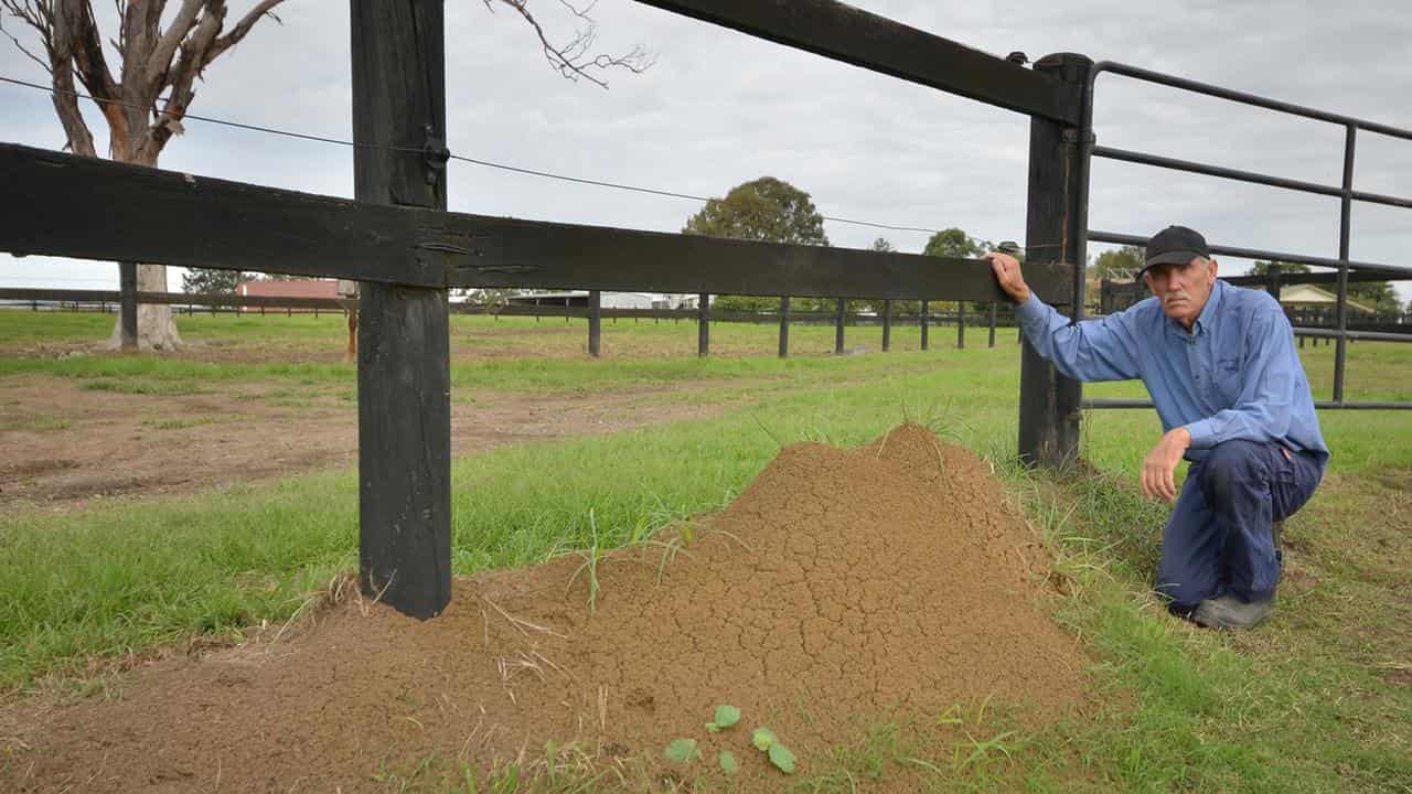 Stuart Webber posing for a photograph with a fire ant nest in Qld