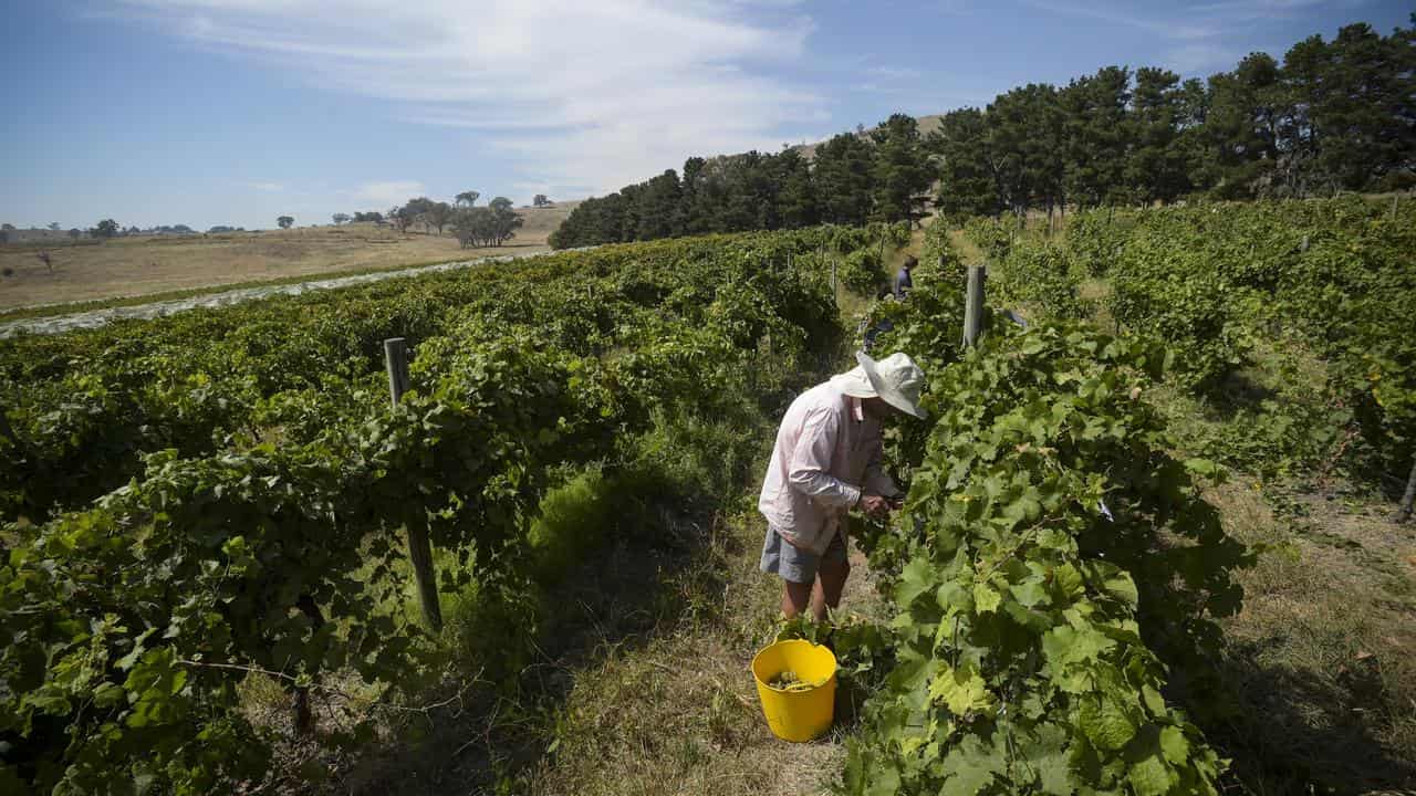 A worker in a vineyard (file image)