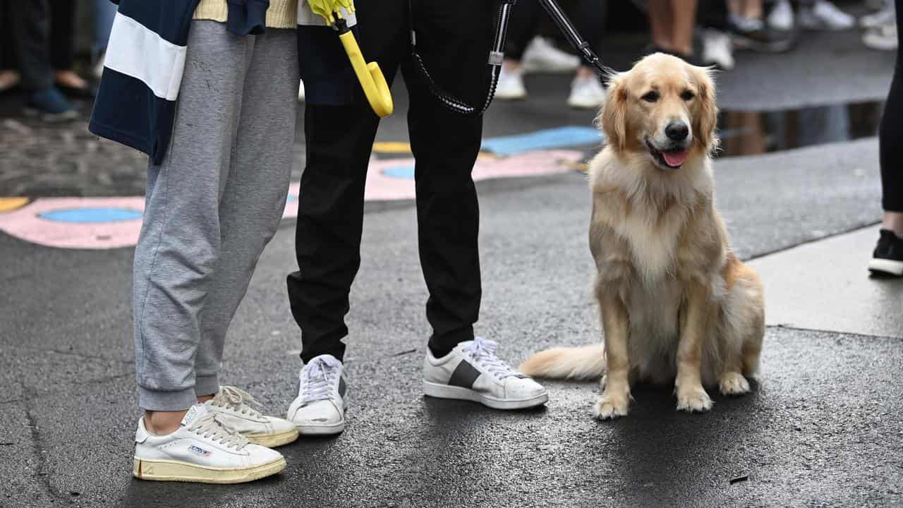 A dog on a leash (file image)