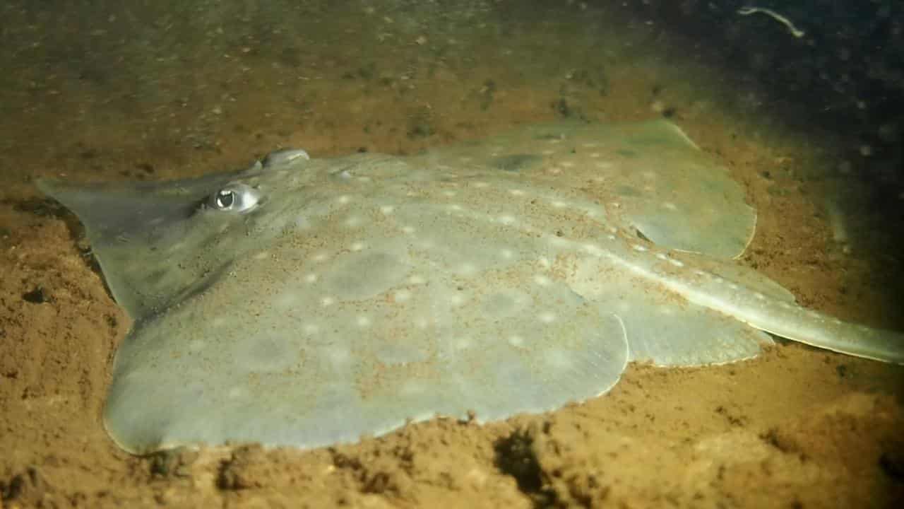 The Maugean skate.