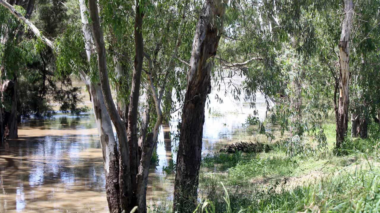 The waters of the flooded Murrumbidgee River