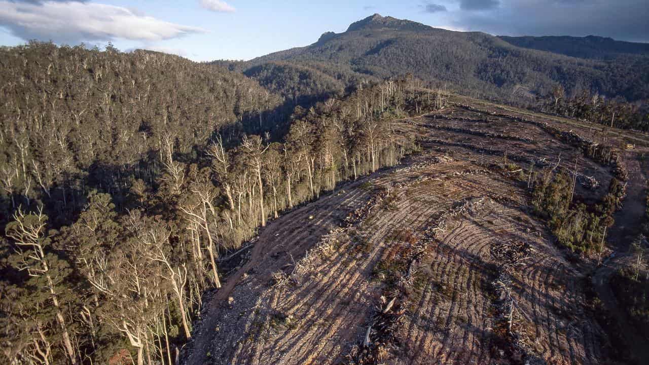 forestry operations at Mount Barrow, Tasmania,