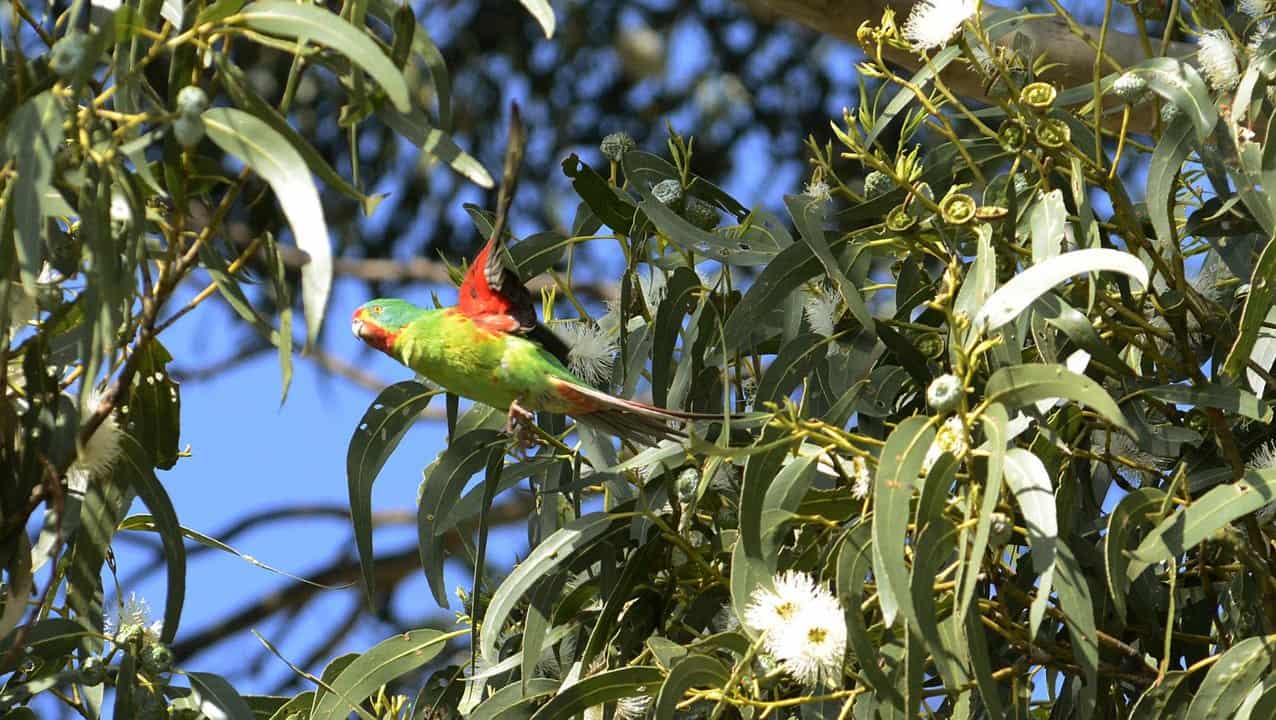 a swift parrot in Tasmania