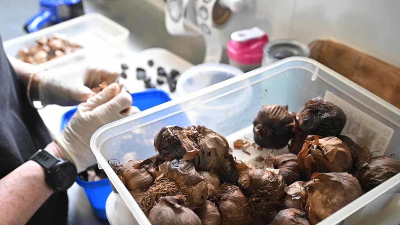 Garlicious Grown worker peels black garlic cloves