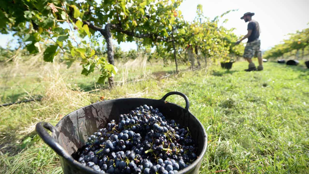 A file photo of a grape picker 