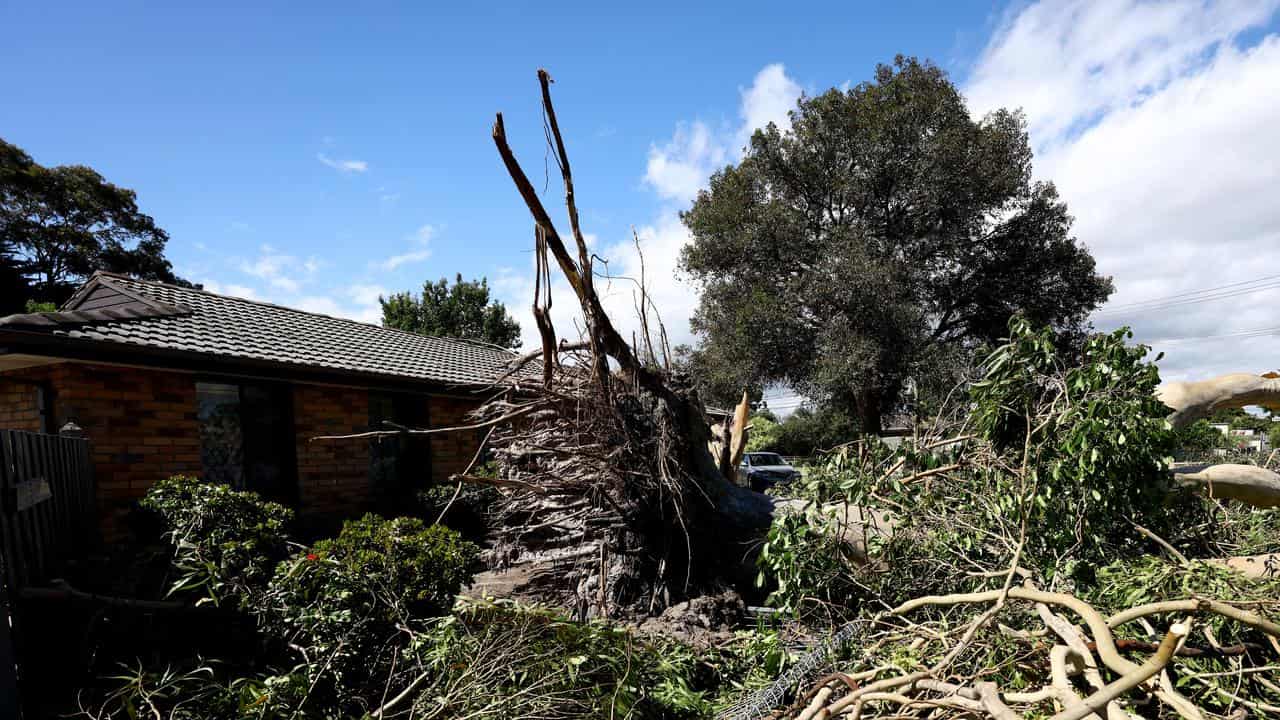 An uprooted tree