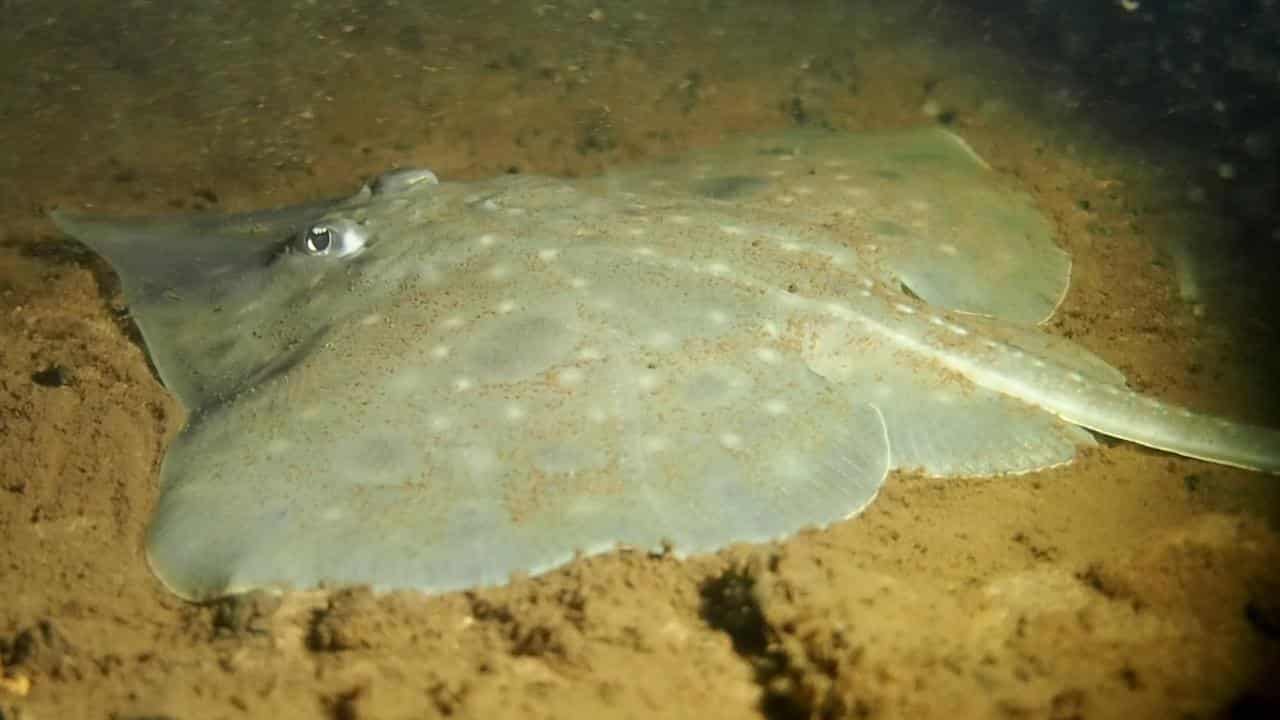 The Maugean skate