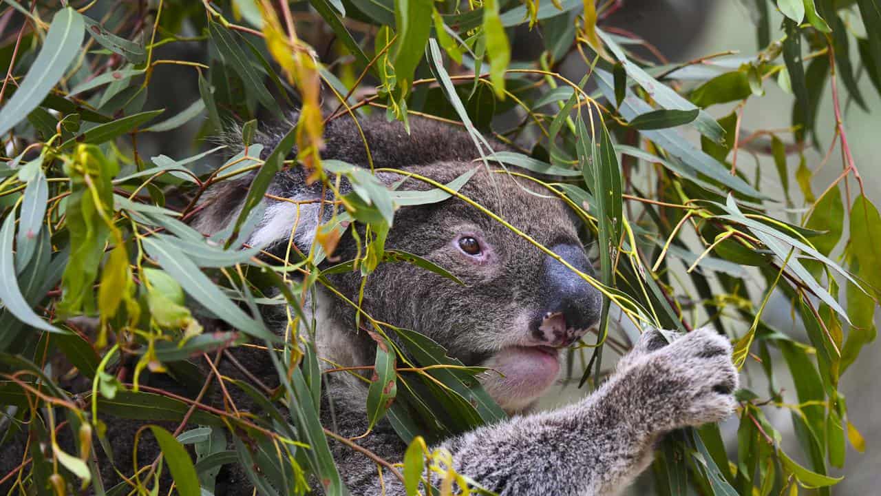 A koala in a tree