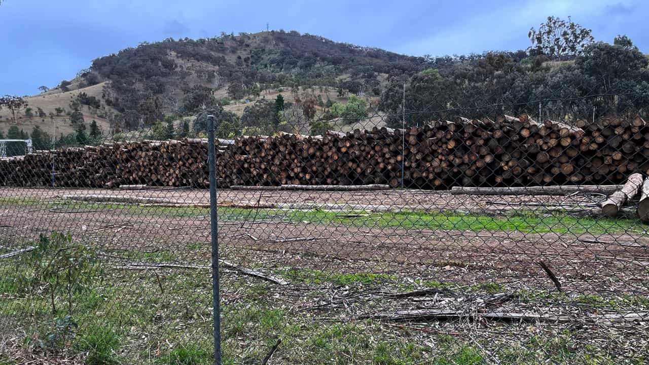 Timber stockpiles