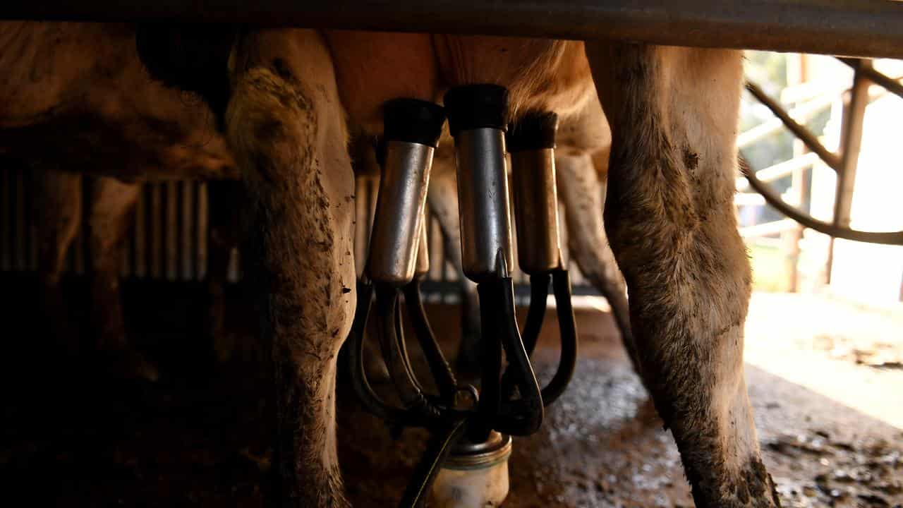 A dairy cow with vacuum pumps attached to its udders