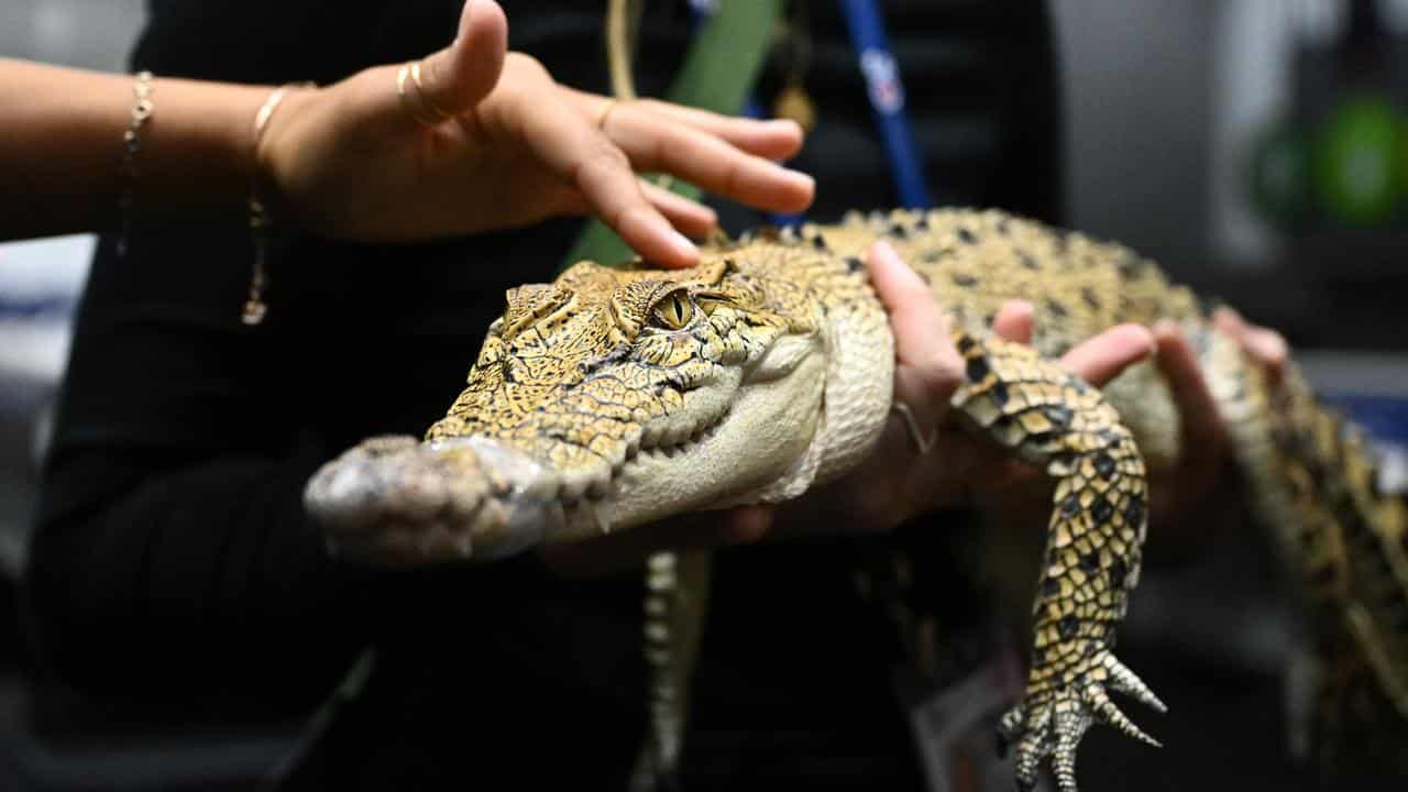 A saltwater crocodile on display (file image)