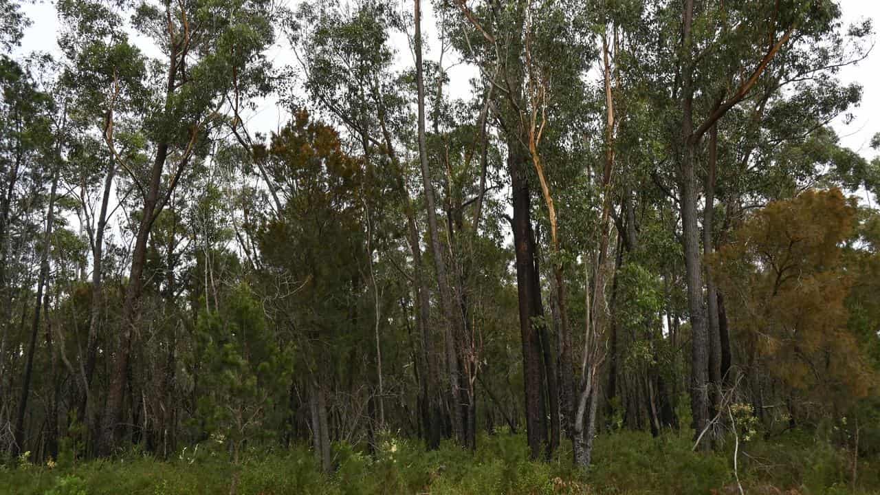 Forest in East Gippsland, Victorian.