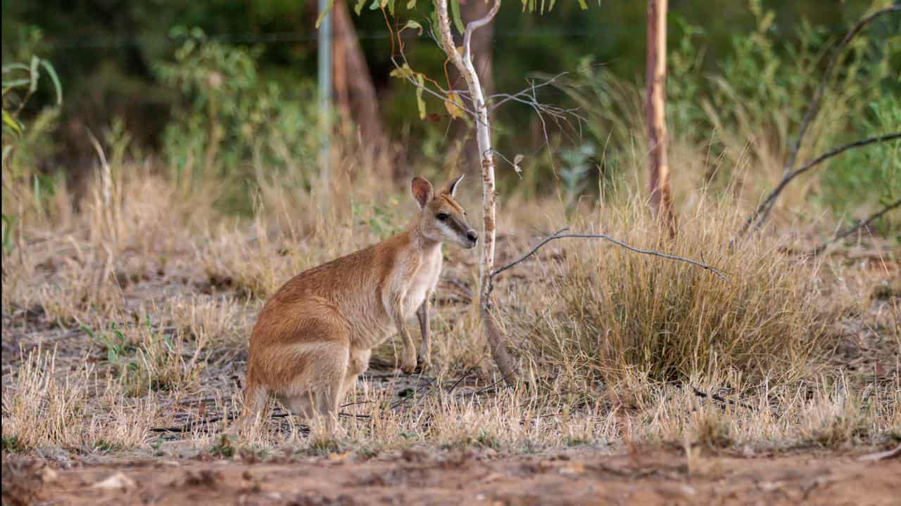 Wallaby 