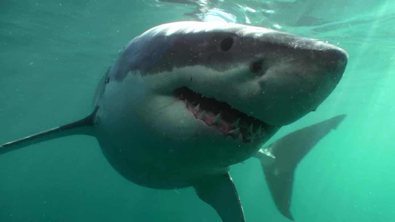 Great white shark (file)